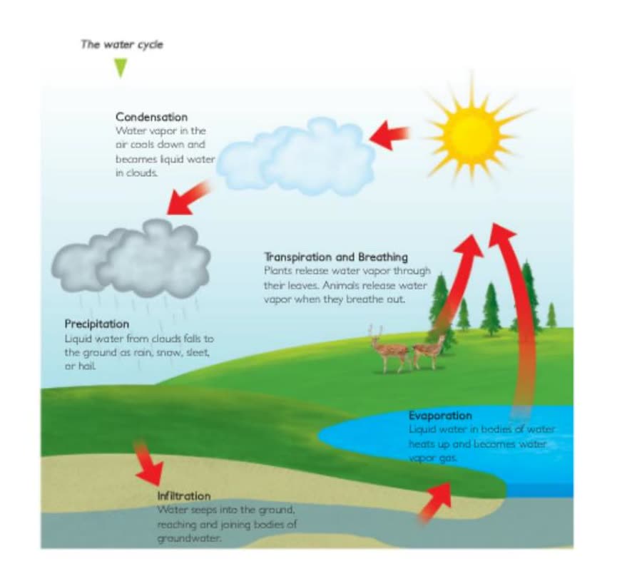Flat printed science-textbook diagram